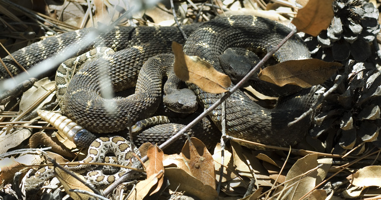 Arizona Black Rattlesnake9.jpg [243 Kb]